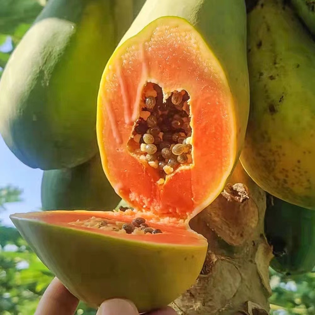 [Tree Cooked Leizhou Candy Red Heart Papaya] Old Tree Fruit Sweet Silky Soft Waxy 4.00kg Fresh Fruit