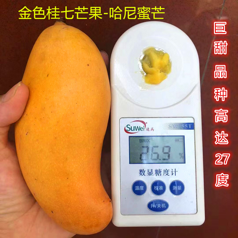 Фрукт манго медовый с желтой кожурой, не из Гуанси, с насыщенным молочным ароматом, свежесобранный, золотистый, содержание сахара 27