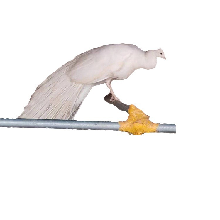 Blue and White Peacock Live Rental Scenic Park Pet Bird Display Live Bird Ornamental Bird Package Live Delivery Rental