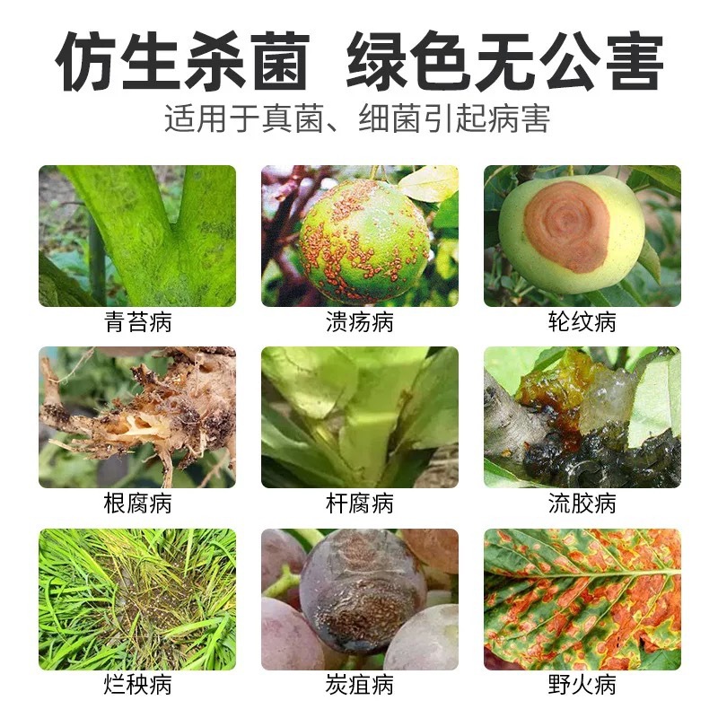80% Ethyl Garlic Cabbage Pepper Root Rot Wilt Disease Bacterial Blight Citrus Moss Disease Fungicide