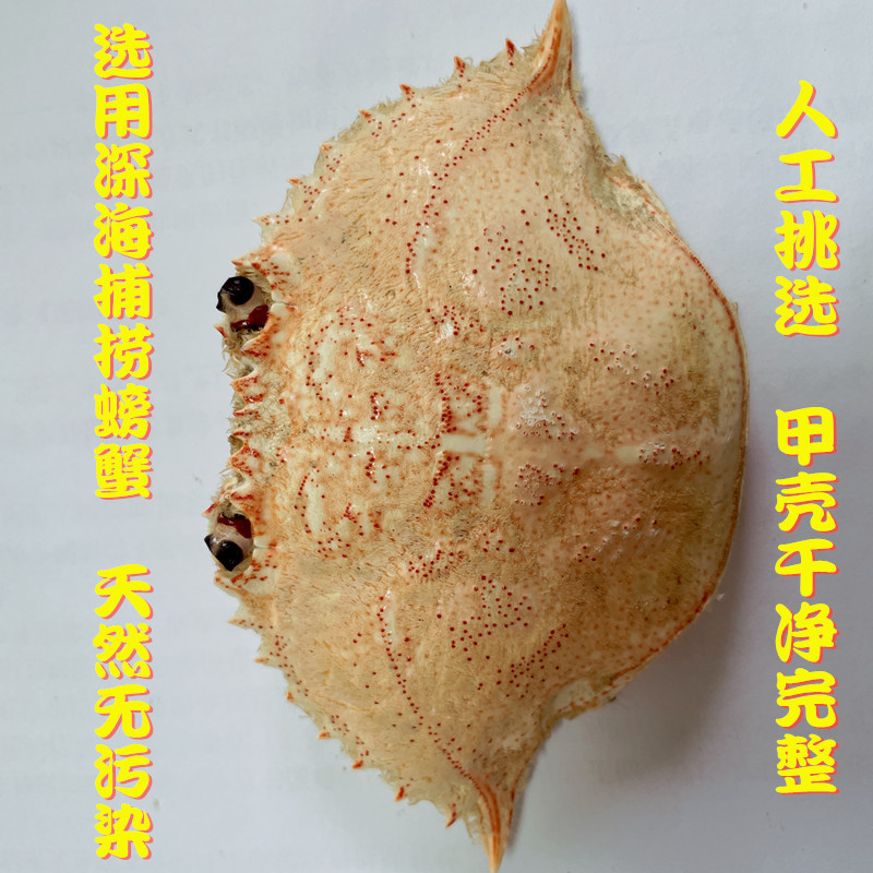 Minimum Order of 100 Pieces Flat Crab Empty Shell Japanese Restaurant Hotel Hairy Crab Cover Crab Shell Cheese Crab Treasure Shell Dried Crab Shell