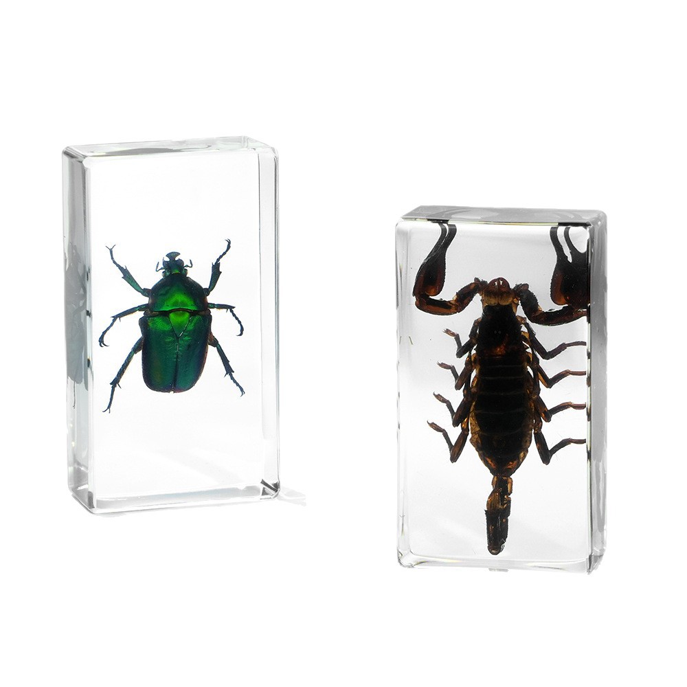 50+ Cross-Border Transparent Resin Model Insect Specimens: Unicorn Fairy Spider, Scorpion, Golden Turtle, Wasp, Creative Bookends