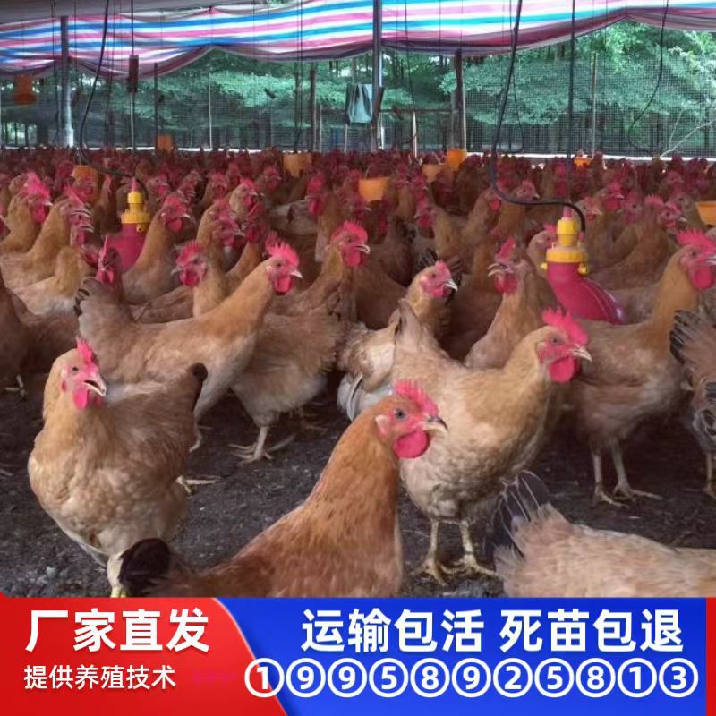 Суточные цыплята лёссовой породы, самки, смешанные, три желтых цыпленка, цыплята Хэнъянь Сянь лёссовой породы, местная мелкая порода кур, чистые тонкие и высокие ноги