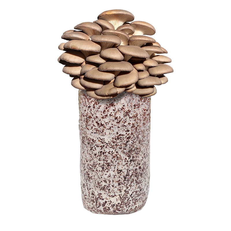 Oyster Mushroom Large Bag 2.5kg Large Bag High Output Mushroom Edible Mushroom Planting Pot Balcony Mushroom Stick