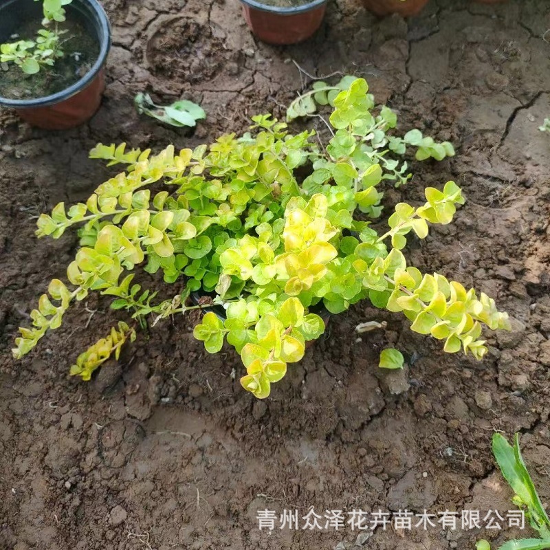 Golden-Leaved Geranium 11cm Two-Tone Pot 7cm Nutrient Bowl 2025 New Product by Zhongze Flowers