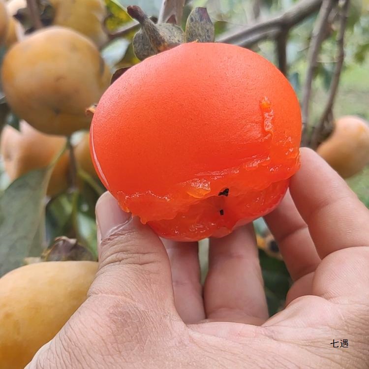 Guangxi Soft Persimmon Fresh Fruit Bursting Pulp Flow Heart Sweet Frozen Crystal Red Persimmon Small Persimmon Non-Fire Crystal Persimmon Sun-Dried Persimmon