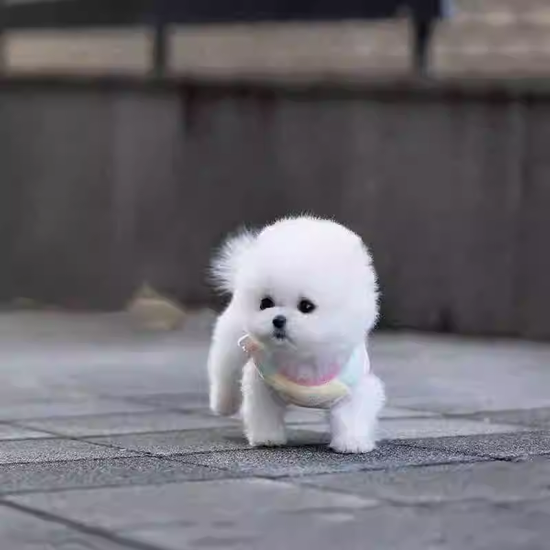 Purebred Pomeranian Puppy Internet Celebrity Teacup Dog Cute Mini Long-Live Pomeranian Pet Puppy Dog Live Animal