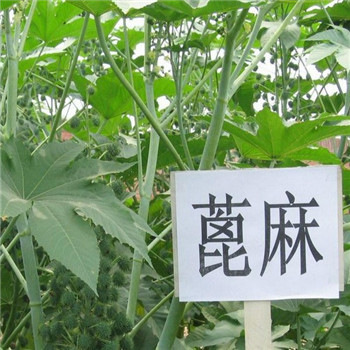 Indian Refined First-Grade Castor Oil Industrial-Grade Cosmetic Grade Solvent Lubrication Base Oil Handmade Soap Raw Materials