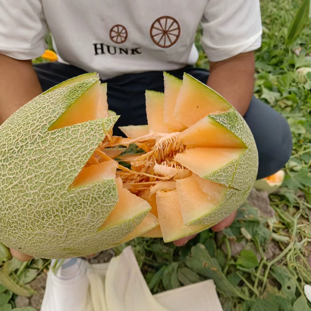 Authentic Xinjiang Hami Melon No. 25 Fresh Fruit Seasonal Freshly Picked Melon Net Pattern Direct Delivery from Xinjiang