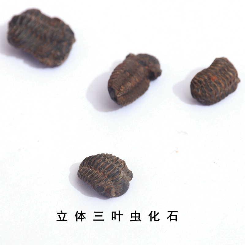 Трехмерный ископаемый трилобит зеркало глазной червь головка насекомого геологическая наука популяризация учебный образец