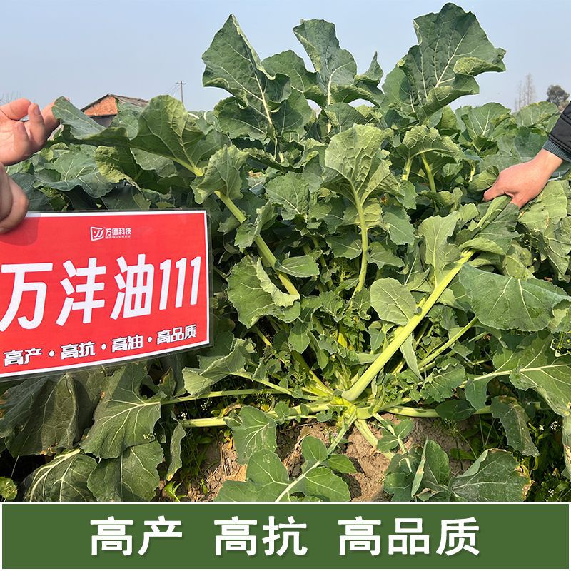 Wanfengyou 111 Rapeseed Has a High Oil Yield, High Yield, High Lodging Resistance, Short Stems, Large Capsuless, and Cold Resistance
