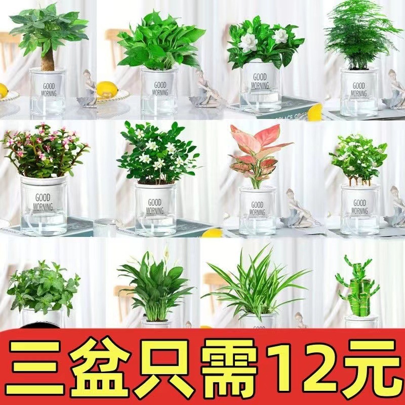 Green dill rich tree asparagus fleshy flower potted plant indoor mint rich bamboo hydroponic small green plant to feed well