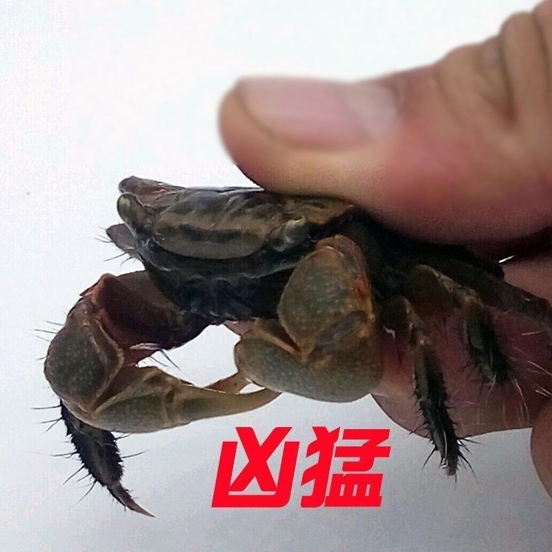 Hand-to-hand crab, hand-to-hand crab, hand-to-hand crab, hand-to-hand crab, pepper crab, general crab, ornamental crab, large size, clean algae removal, fresh water, ornamental pet desktop