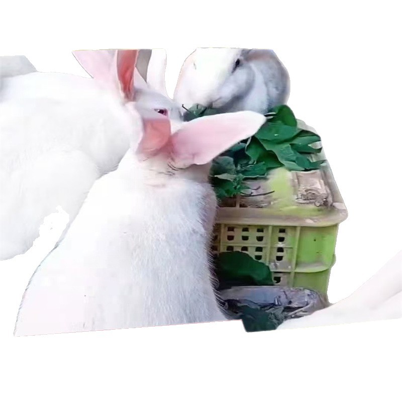 Manufacturer Low Price Xizang Incense High Quality Meat Rabbit New Zealand Meat Rabbit Price Hongxiang Rabbit Farm Wholesale Breeding Rabbit