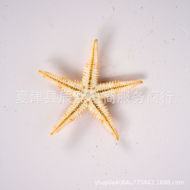 Natural Shell Conch Mini Five-Pointed Starfish Handmade DIY Accessories Micro Landscape Decorative Crafts Shooting