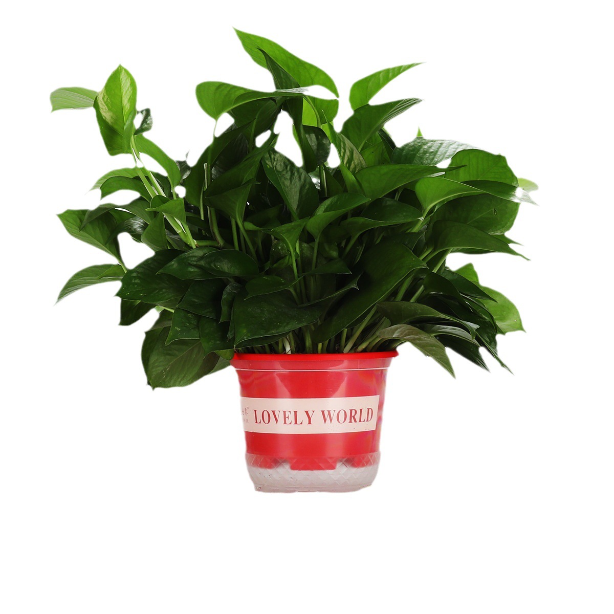180 Large Potted Florals Wholesale Hydroponic Long Vine Potted Florals Indoor Green Plants Small Green Basket Formaldehyde Removal Small Potted Plants