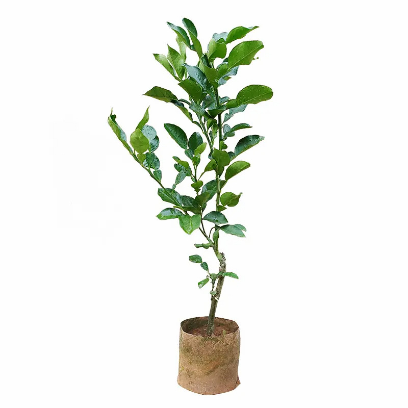 One-Piece Drop-Shipping Ma's Pomelo Saplings for Planting in the North and South, Extra-Large Fruit Potted Grafted Red Heart Honey Pomelo Saplings