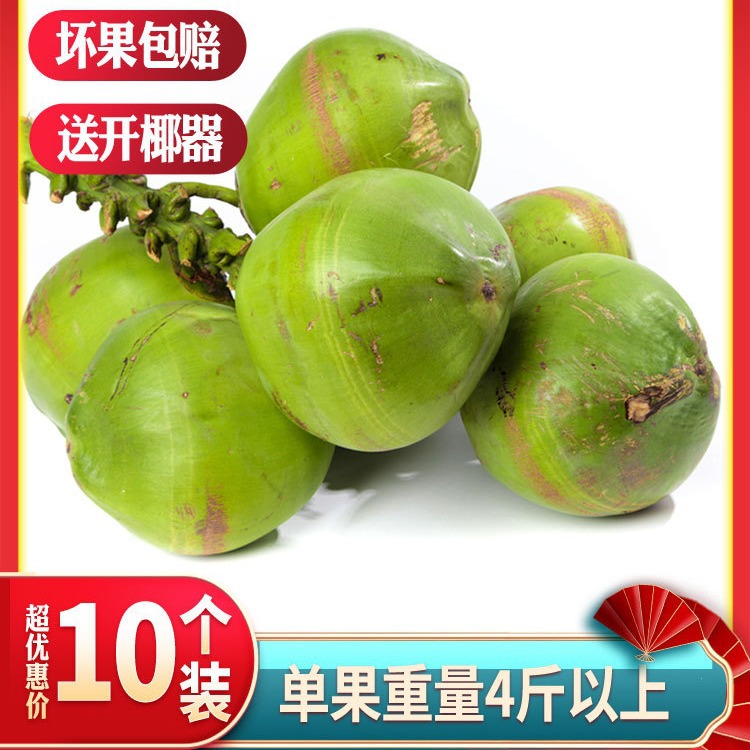 Freshly Picked Fruit Hainan Wenchang Coconut Green Fresh Coconut Milk Fragrant Fruit for Pregnant Women to Replenish Amniotic Fluid Whole Box Free Shipping