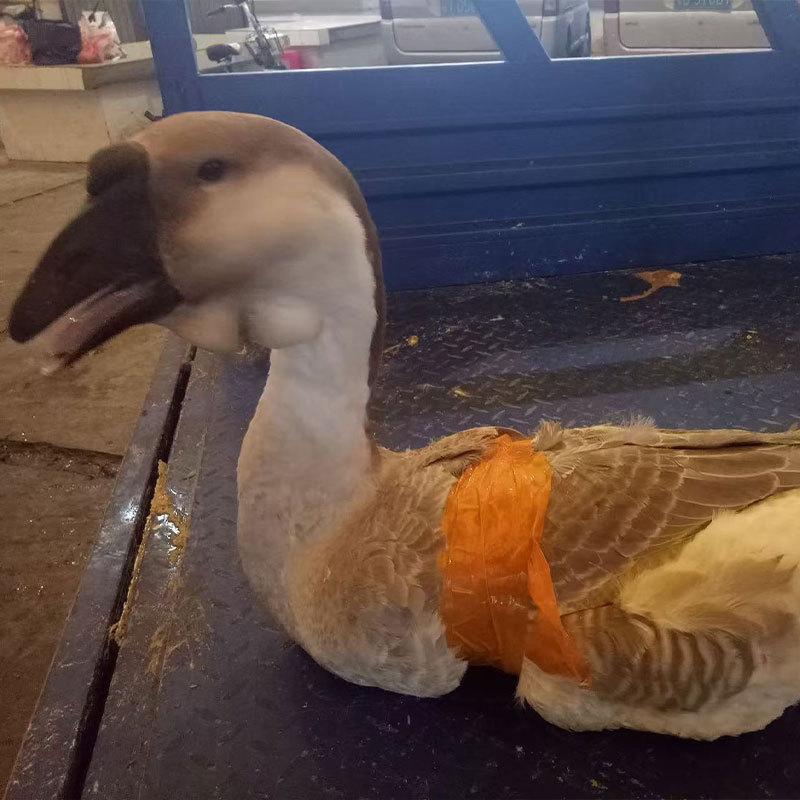 Authentic Fresh Lion Head Goose Food Foshan Factory Wholesale Freshly Cut Quick-Frozen Large Goose Head Fresh Goose Brine Braised Food