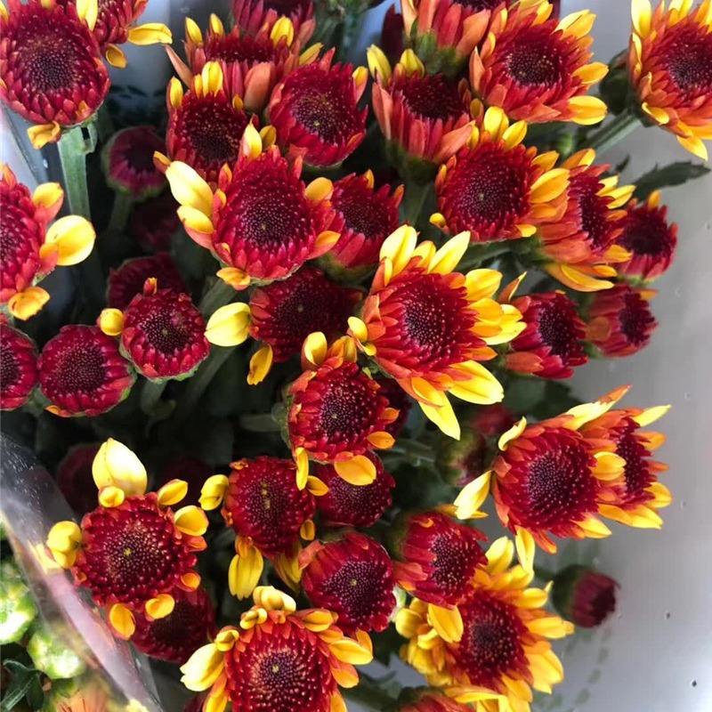 Small Daisy Flowers Small Daisy Flowers Wholesale Yunnan Kunming Base Flowers Direct Batch Wedding Arrangement Stall Flowers