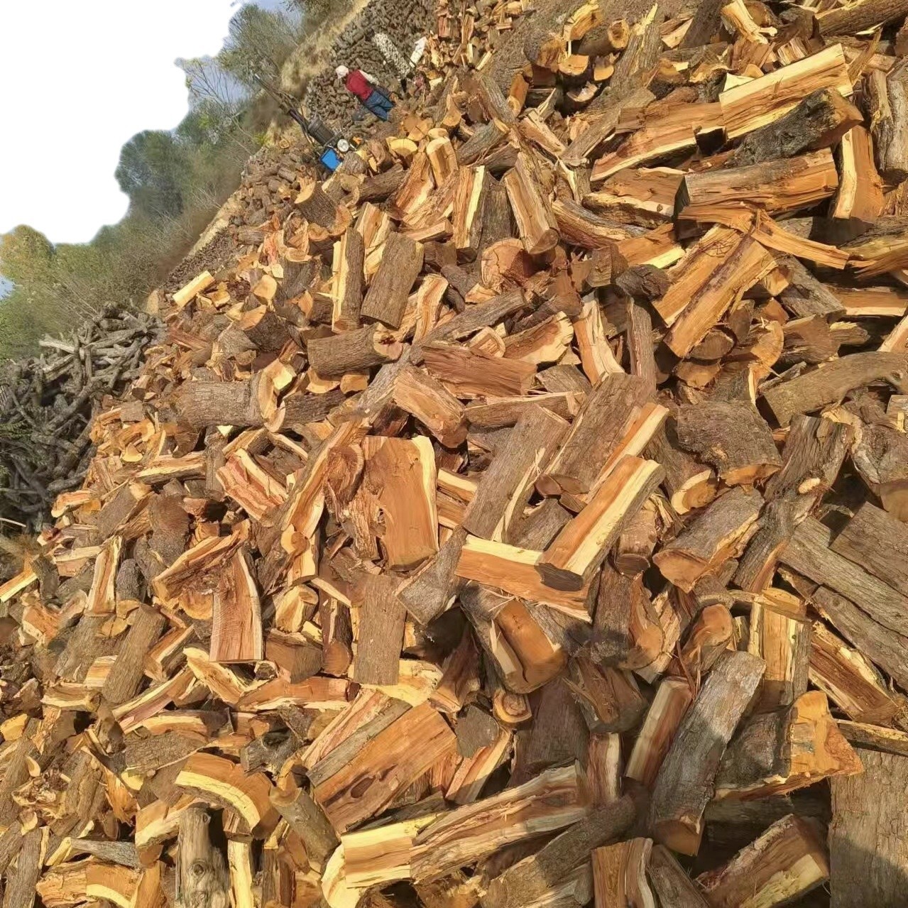 Fruit Wood Outdoor Campfire Wood Picnic Stove Fireplace Jujube Wood Splitting Fire Heating Fire Dry Firewood Solid Wood Firewood