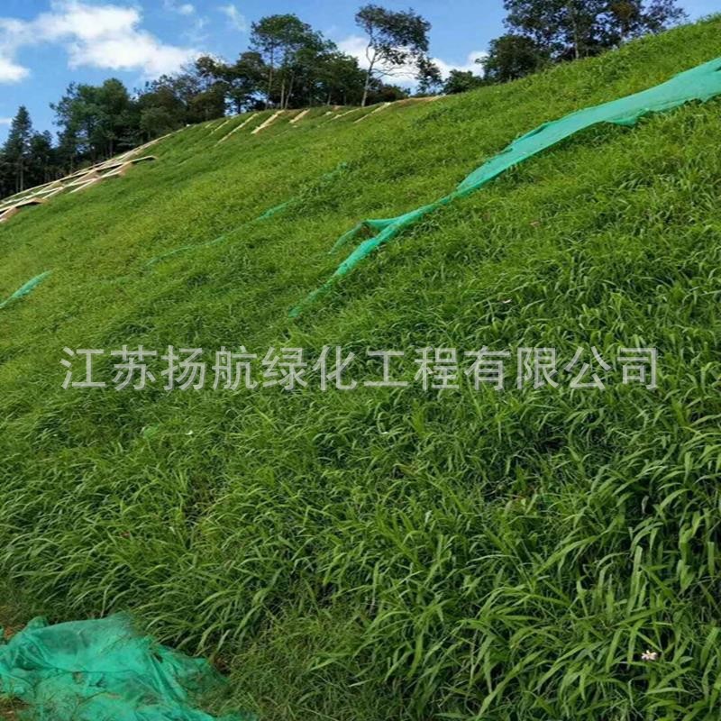 Factory Wholesale Slope Protection Grass Seeds, Greening Grass Seeds, Slope Lawn Seeds, Four-Season Green Dog Tooth Grass, Ryegrass