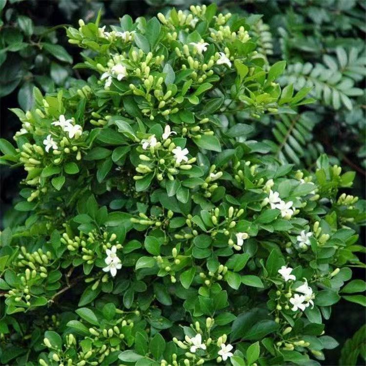 Thousand Miles Seeds Jiuli Seeds Small Potted Office Plants Flower Seeds Evergreen