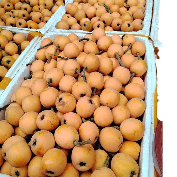 Fresh Fruit for Pregnant Women Sichuan Big Five Star Loquat Sweet Loquat Pipa Fruit Rice Easy Panzhihua Loquat Full Box Free Shipping
