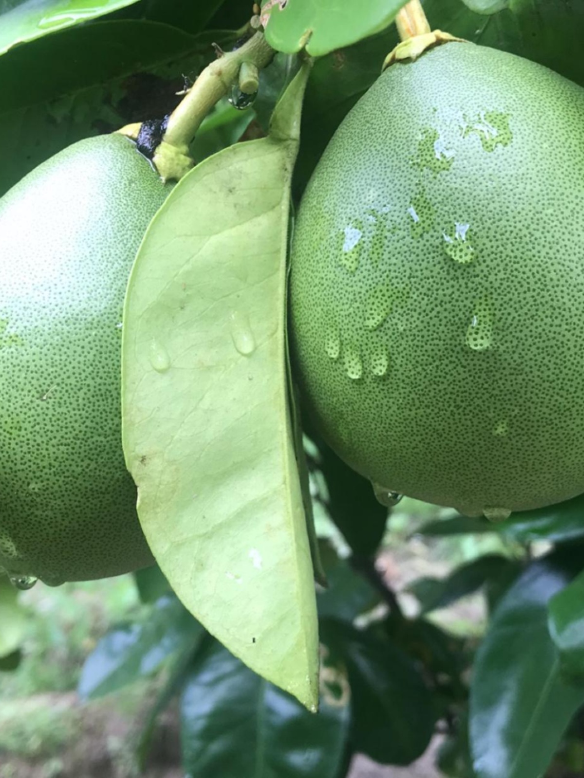 Fresh Grapefruit Peel to Remove Formaldehyde, Thick Peel, New House Decoration, New Car Odor Absorption, Refrigerator Deodorization, Grapefruit Sugar Pickles, Boiled Water