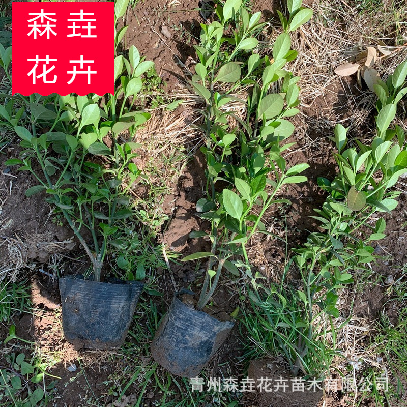 Boxwood Saplings for Courtyard, Cold-Tolerant Shrubs, Evergreen All-Season Engineering Greening Seedlings, Fence Wall Plants, Boxwood, Holly Balls