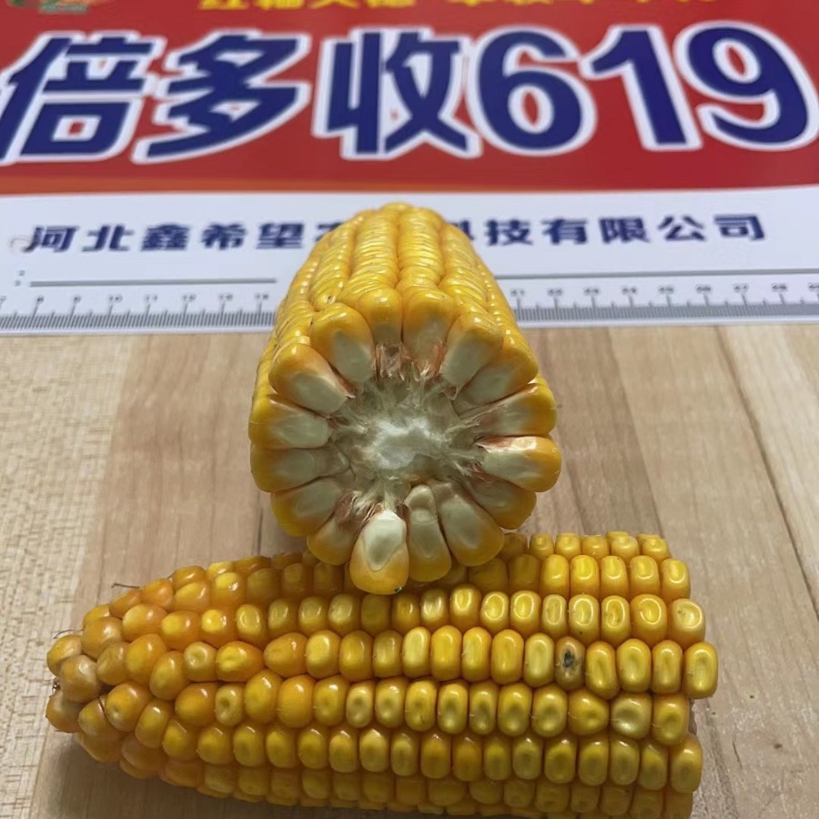 Hybrid Corn Seeds 2023 Approved Times More Than 619 Red Shaft Hybrid Corn Seeds