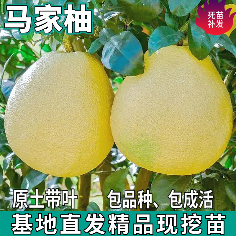 Дропшиппинг саженцев помело Ma для посадки на севере и юге, крупные плодовые саженцы, привитые красным сердцем