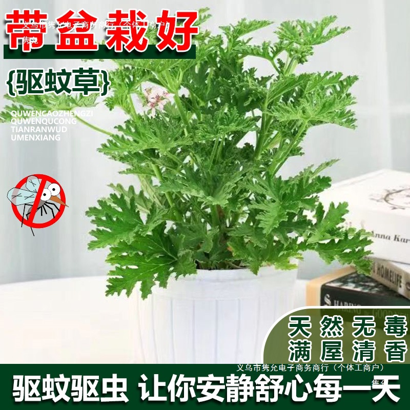 Mosquito Repellent Potted Plants, Outdoor and Indoor Green Plants, Mosquito Repellent Seeds, Courtyard Fragrant Leaves, Geranium Flowers, Anti-Mosquitoes