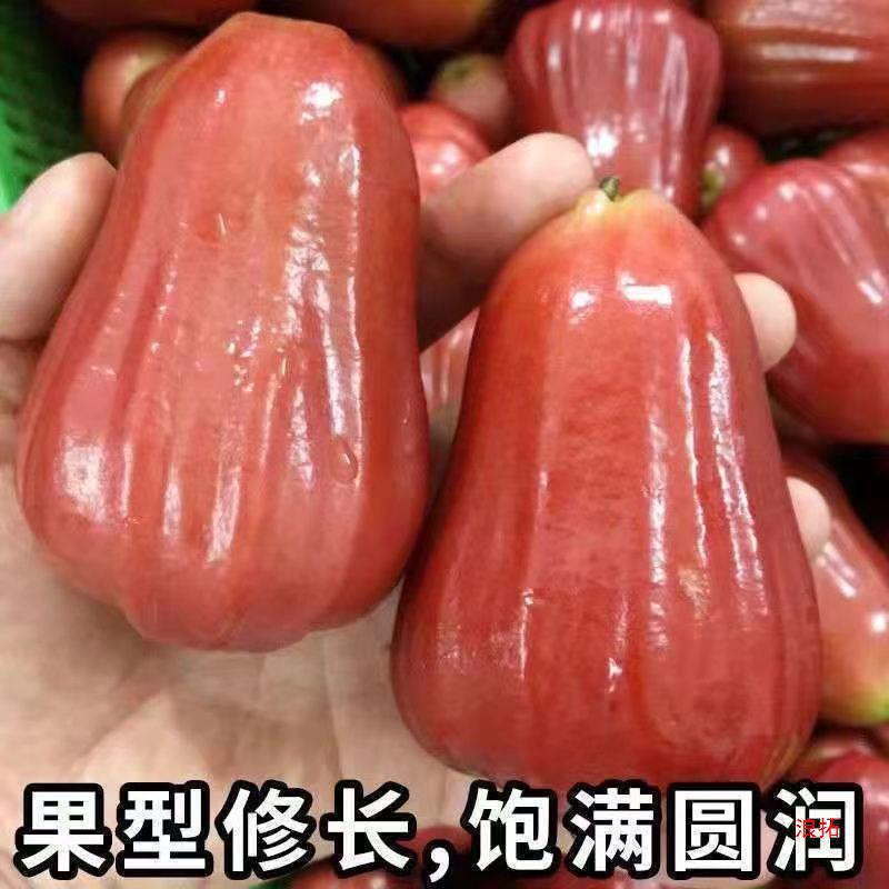 Lotus Mist Hainan Black King Kong Fresh Fruit Jin Tropical Fruit Pregnant Women Fruit Fairy Fruit Jin Wholesale