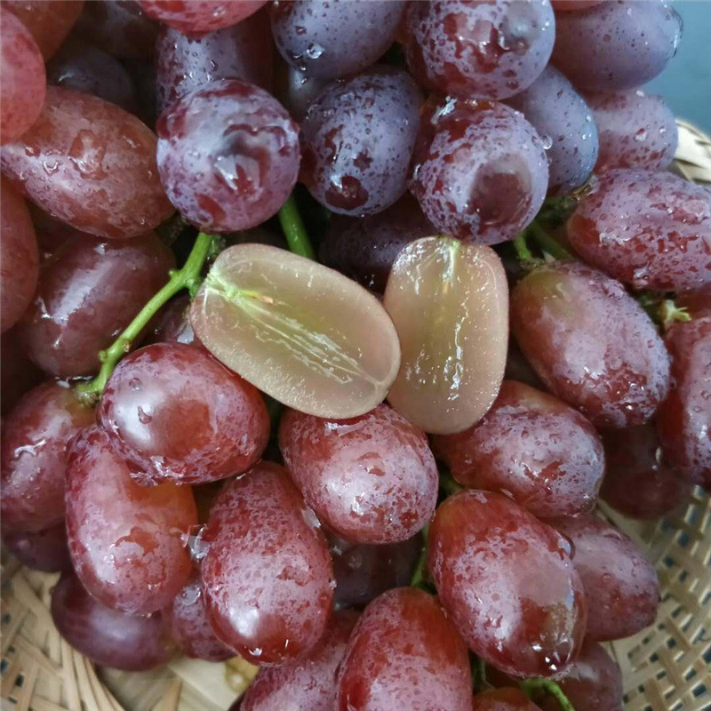 1.50kg Seedless Karen Sheng Grape Fresh Pregnant Women Red Zipper Fruit Seasonal Whole Box Non-Jufeng Shunfeng Postage
