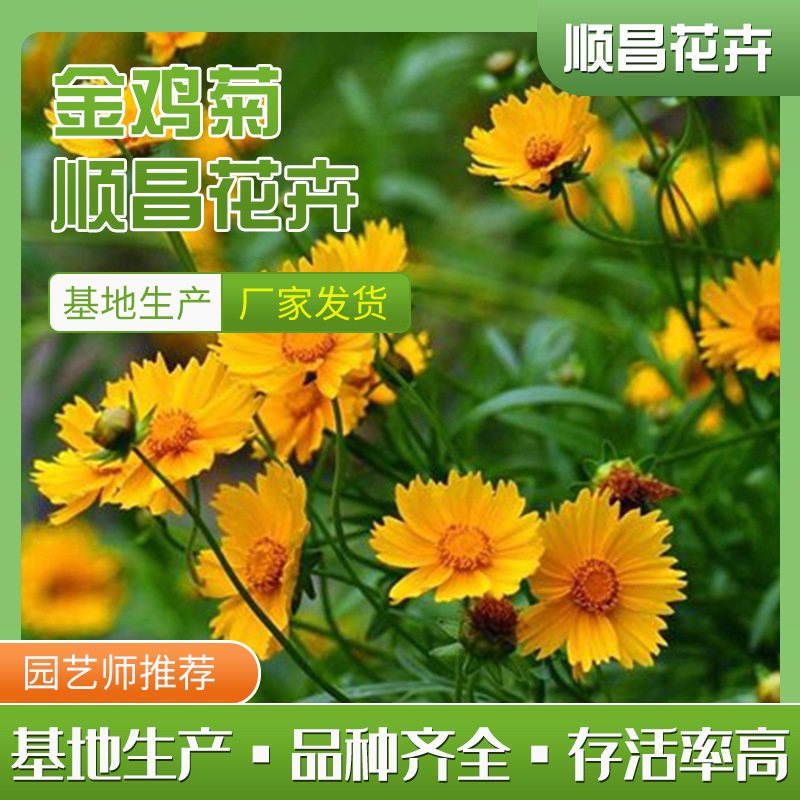 Саженцы кореопсиса 10-25 градусов, цветочные бордюры, оптовая база саженцев кореопсиса Цинчжоу