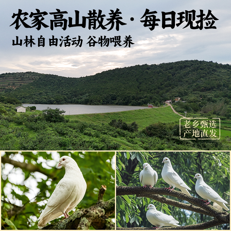 Pigeon Eggs Fresh 30 Farm-Raised Free-Range Pigeon Eggs Official Flagship Store Gift Box Pregnant Women Cereals White Pigeon Eggs