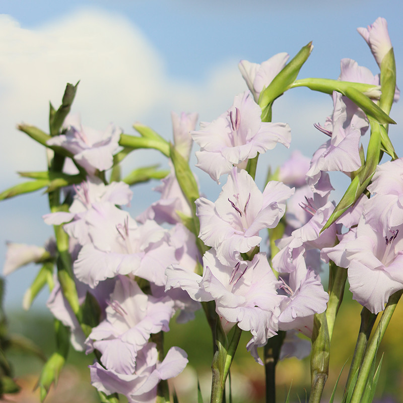 Gladiolus Bulbs, Perennial Florals, Indoor and Outdoor Potted Plants, Ground-Planted Gladiolus Bulbs, Easy-To-Grow Flower Plants in All Seasons