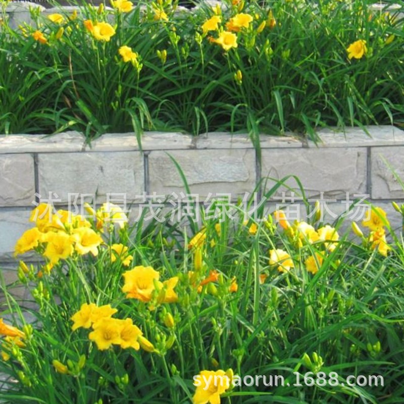 Supply of Cold-Resistant Ground Cover Perennial Florals Golden Doll Hemerocallis Seedlings Courtyard Road Park Greening with Strong Adaptability