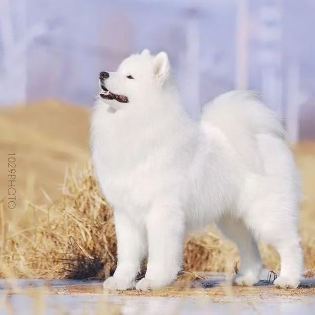 Purebred Samoyed Puppy Live Dog Samoyed Puppy Pet Puppy Samoyed Sled Dog Large Dog