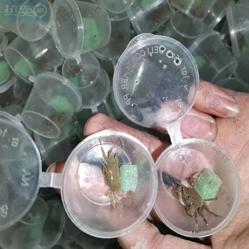 Small Crab Ornamental Crab Companion Mini Crab Wholesale Live Crab Freshwater Pet Chili Crab Mini Chili Crab