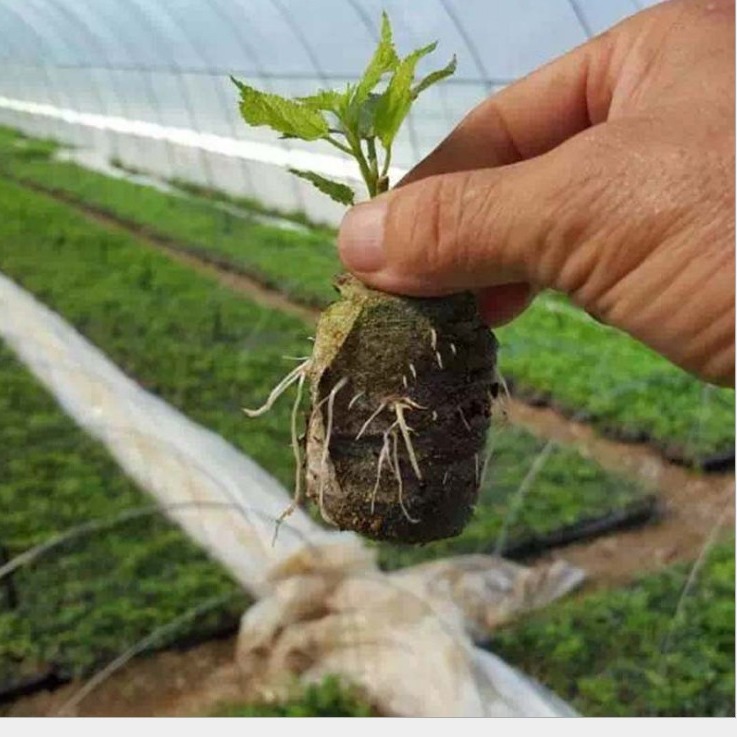 Direct selling 3cm-5cm seedling block nutrition block compression soil domestic Jiefei matrix block sowing seedling vegetables and fruits