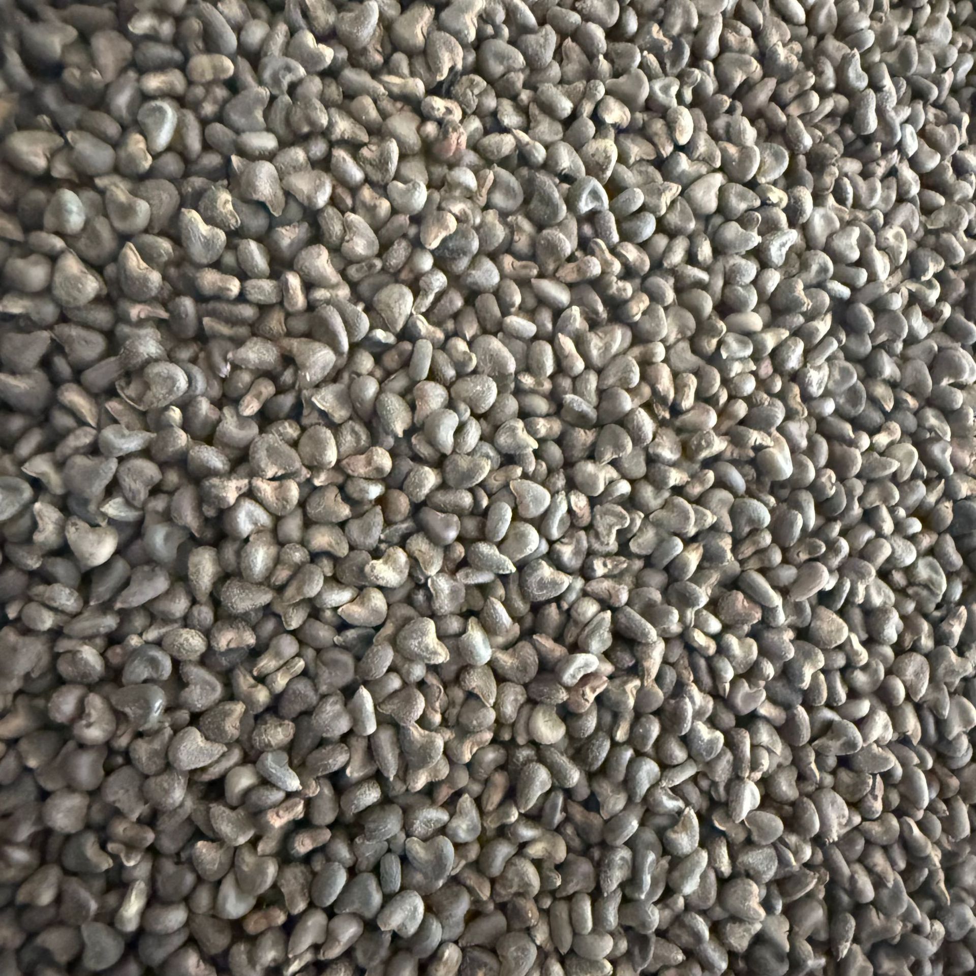 Winter Sunflower Seeds, Winter Sunflower Seedlings, Sunflower Seeds, Sunflower Seedlings, Real Product Photography, Large Quantity Discount