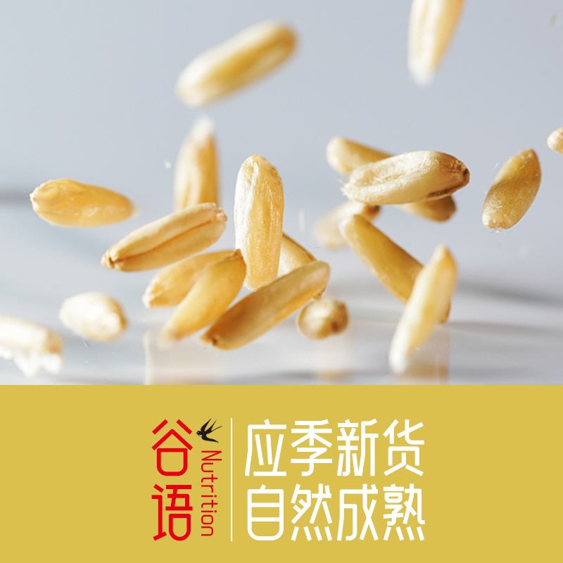 Oat rice 500g vacuum packaging inner Mongolia new rice cereals eight treasures porridge raw material germ oat wholesale