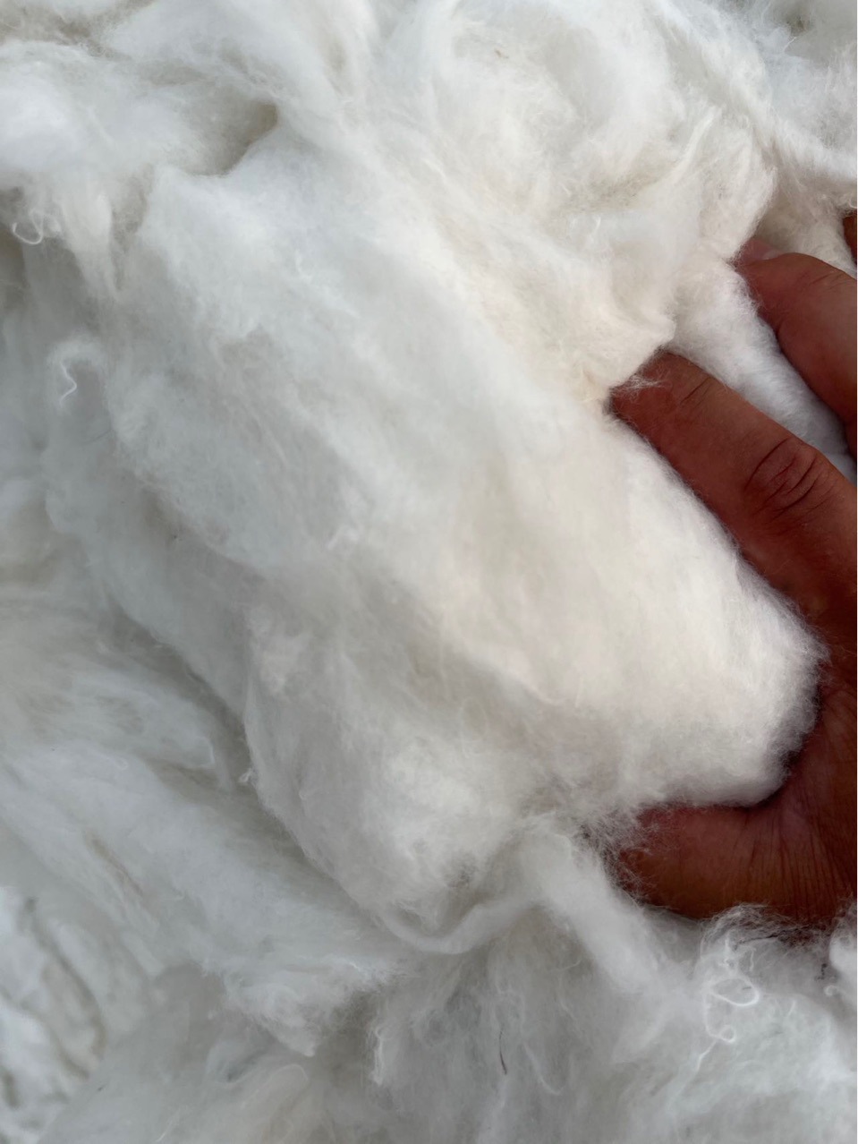 Cloth Cotton