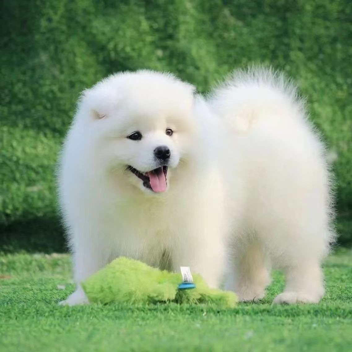 Purebred Samoyed Puppy Live Dog Samoyed Puppy Pet Puppy Samoyed Sled Dog Large Dog