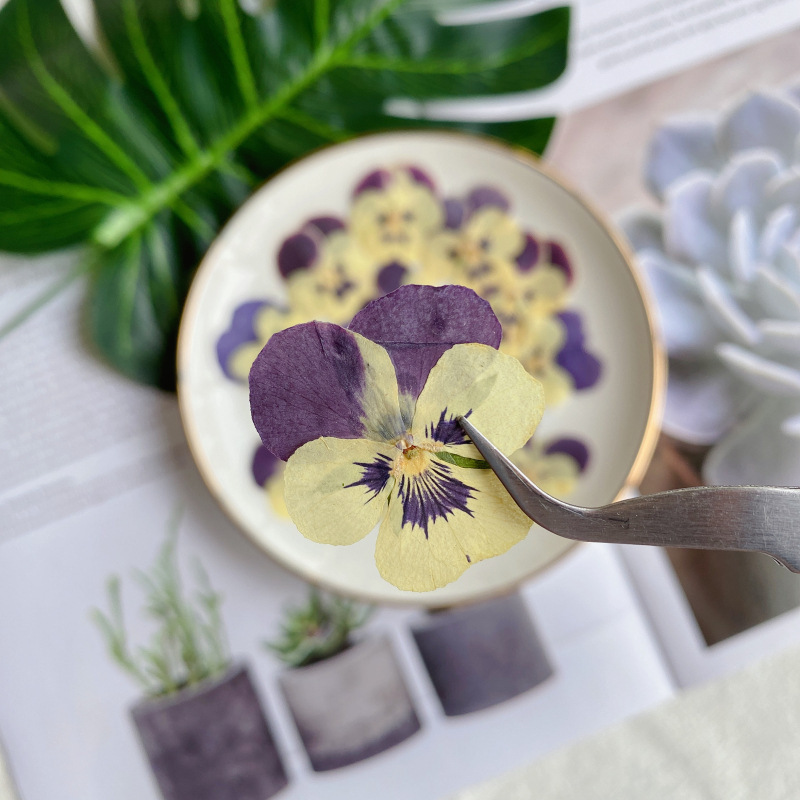 Pansy Fragrant Pansy Dried Flower Embossed Plant Specimen Wholesale Baffed Flower Real Flower Nail Art Face Decorative Flower Photo Frame Table Lamp