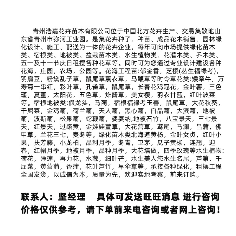 Purple Danish Aster Red Flower Potted Garden Square Park Greening Flower Dutch Chrysanthemum Various Chrysanthemum Seedlings