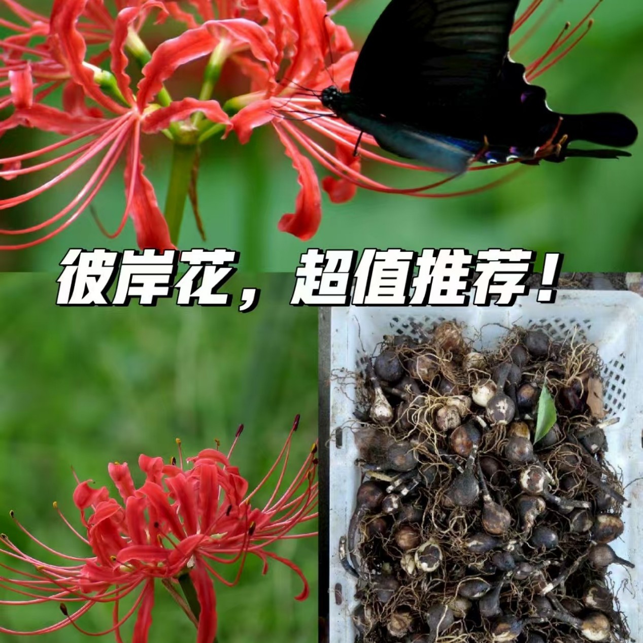 Lycoris radiata other shore flower seed ball Manzhu Shahua seed safflower exchange brocade stone garlic seed ball potted balcony courtyard bud Lycoris radiata