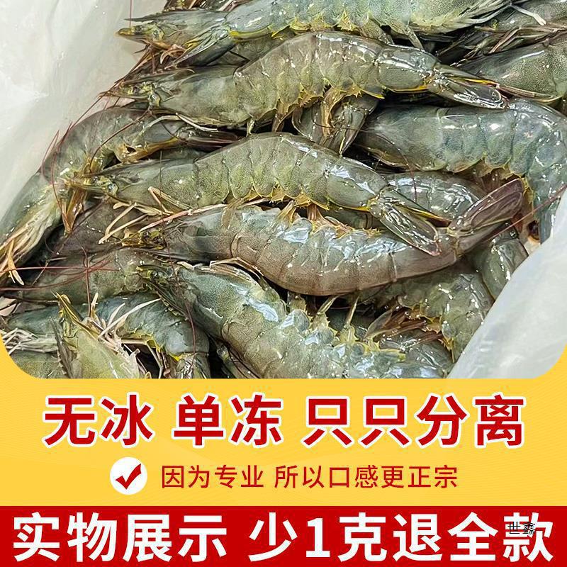 Qingdao Prawns Fresh Shrimps Free Shipping 0 Salt Frozen Sea Shrimps Large Green Shrimps Base Shrimp Seafood Aquatic Products Quick-Frozen Frozen